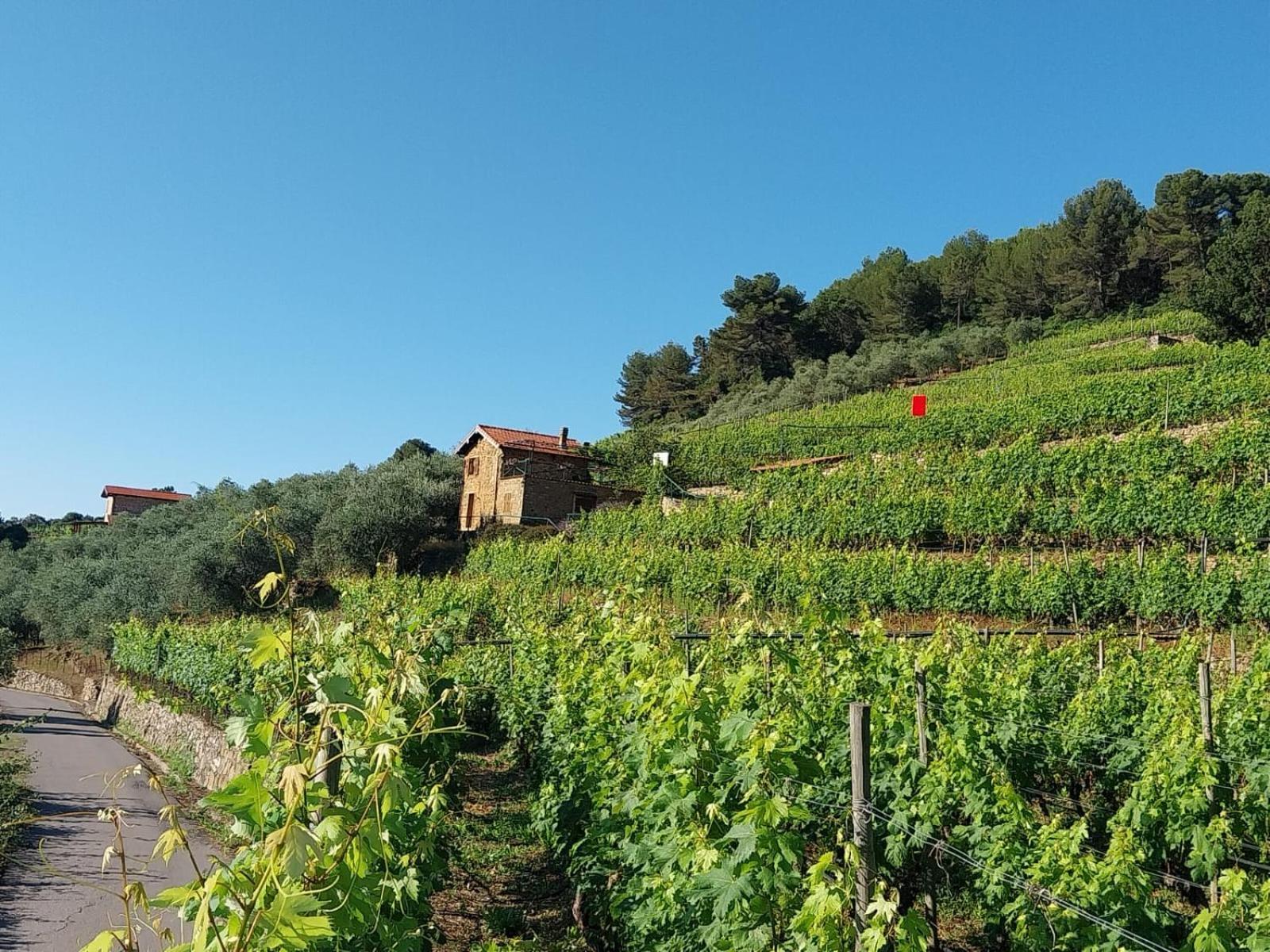 Casetta Mari Immersa In Un Vigneto Dolceacqua Eksteriør bilde